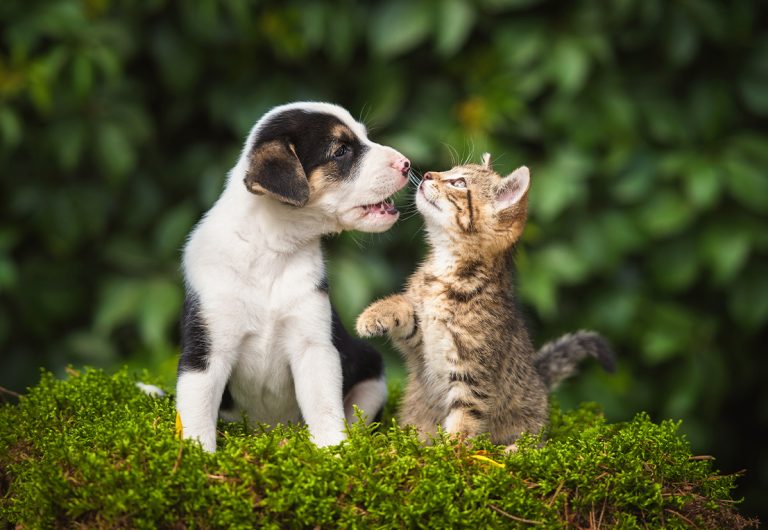 Hund og kat hos Dalum Dyreklinik
