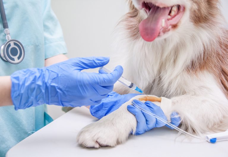 Bedøvelse og narkose af kæledyr