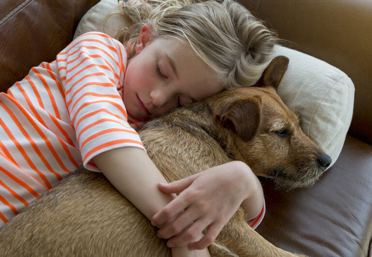 Brachycephale operationer