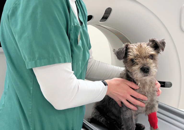 CT-scanning af kæledyr