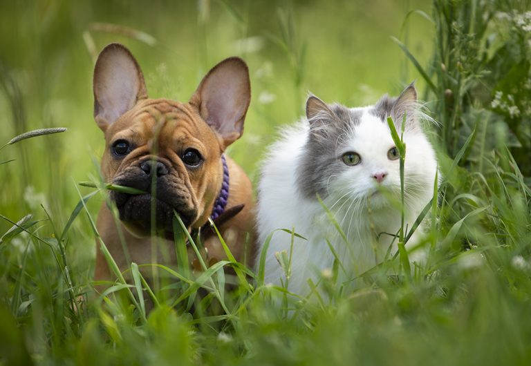 Dyrlæge undersøgelse