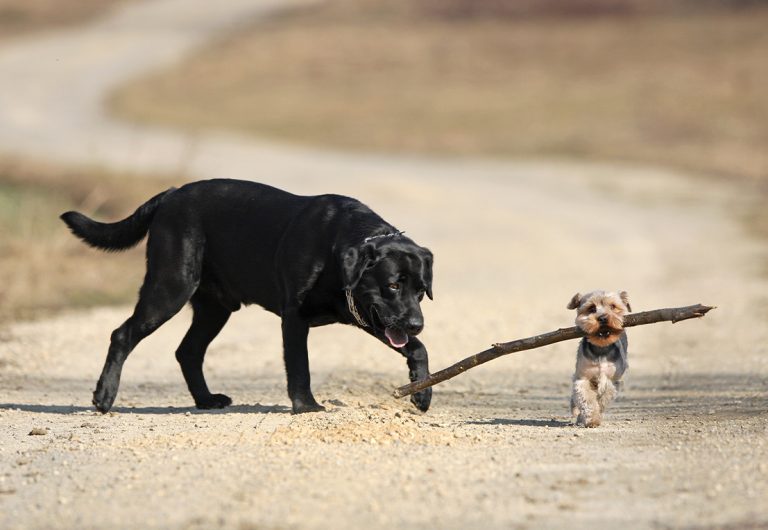 Kastration & Sterilisation