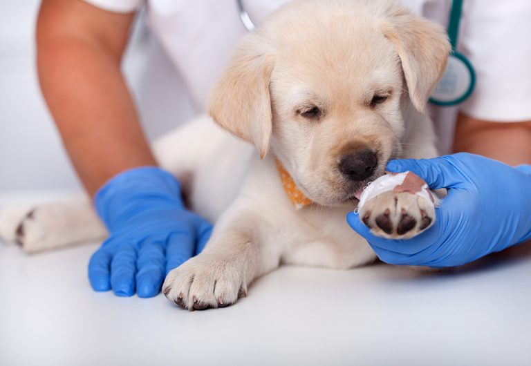 Sundhedsundersøgelse & Vaccination